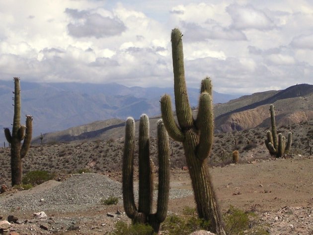 Cactussen in de Andes