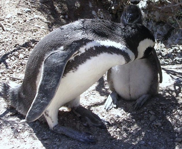 Mama pinguin met kind