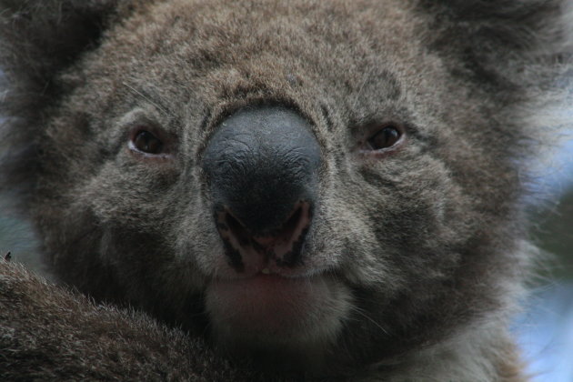 close up koala