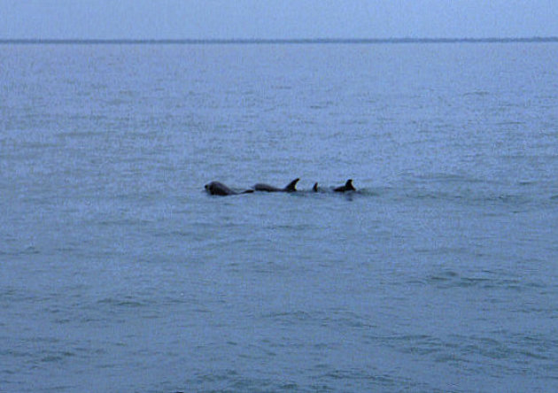 Dolfijnen in de Gambia River