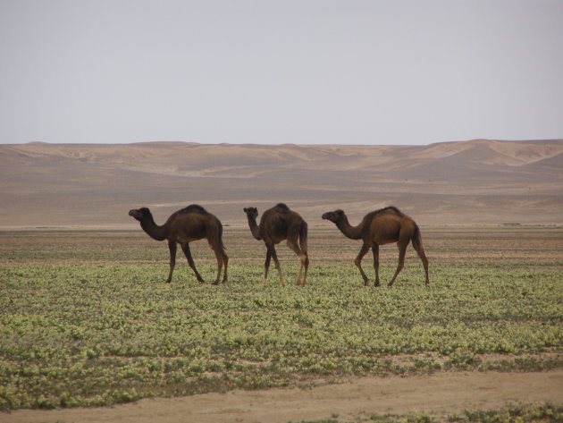 Kamelen in de Sahara