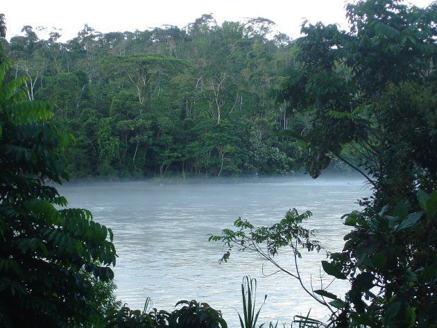 Amazone-jungle