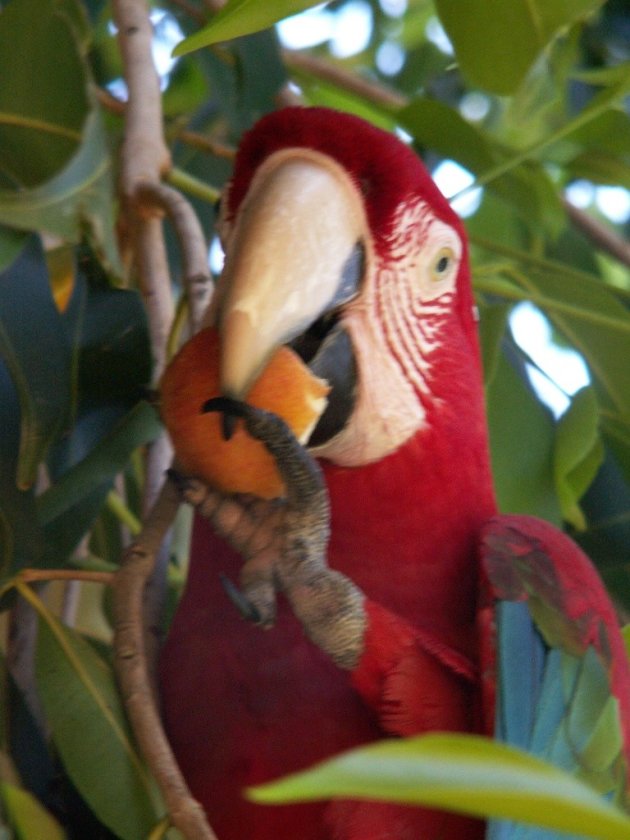 Papegaai in Bonito