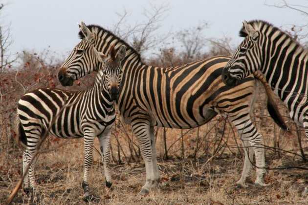 Zebra familie