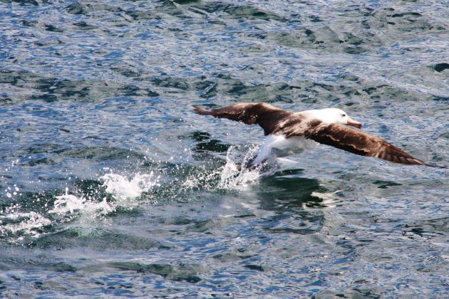 take-off van albatros
