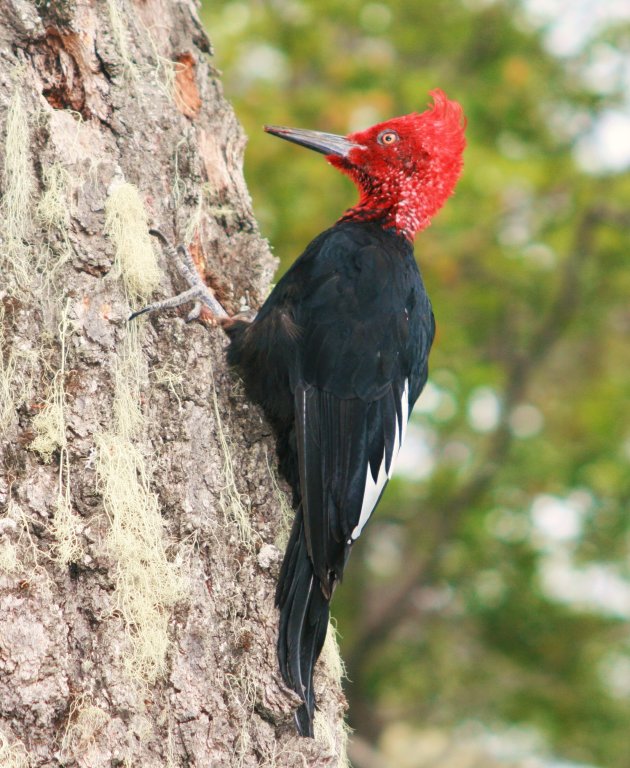 Male Magellanic woodpecker
