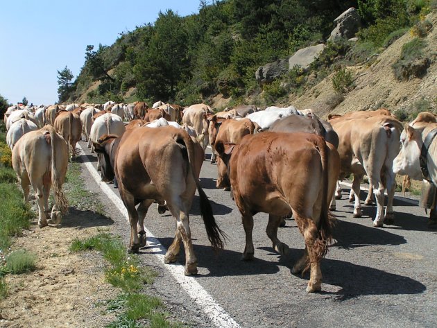 Overstekende koeien bij Campodarne