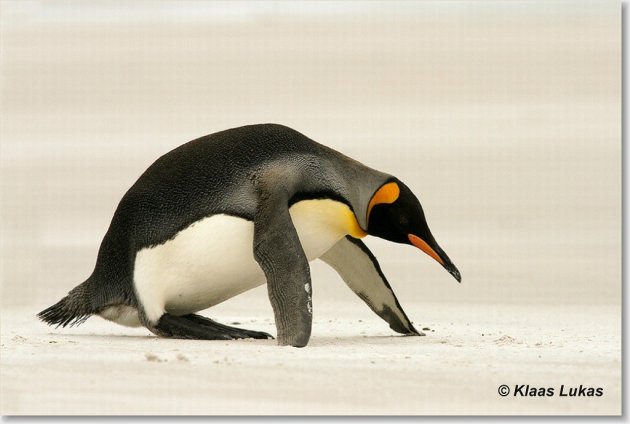 koning pinguin falkland islands