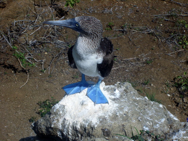 blue footed boobie!