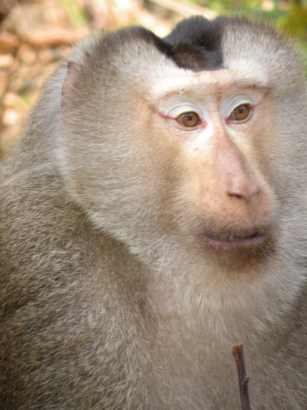 Brutale makaak