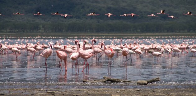 Flamingo's te land en in de lucht