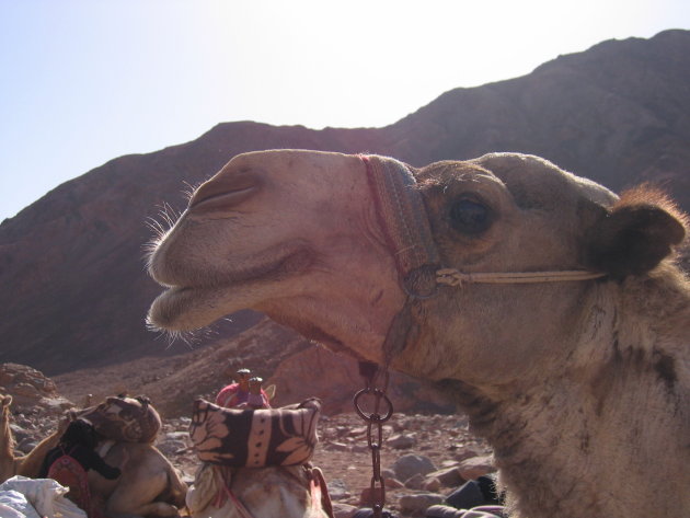 lieve kameel