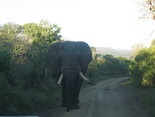 Afrikaanse olifant.