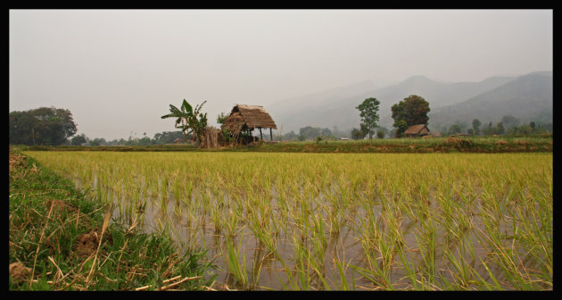 rijstvelden Thale U