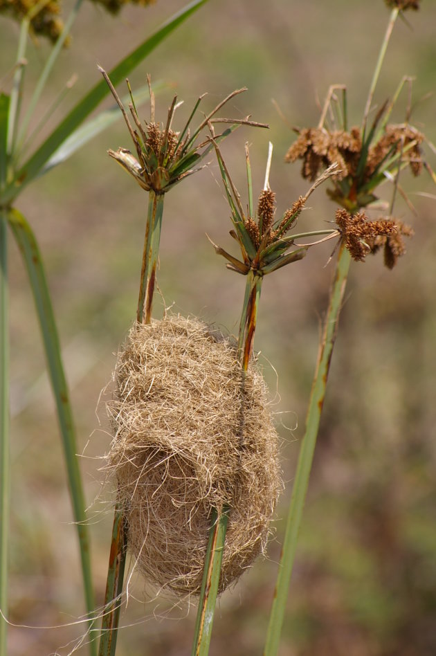 Weaver nest in Papyrus