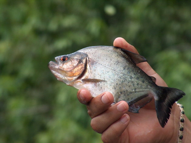 Piranha in de Amazone in Ecuador