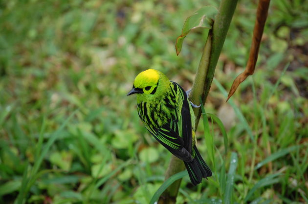 De kleurrijke vogels van Costa Rica