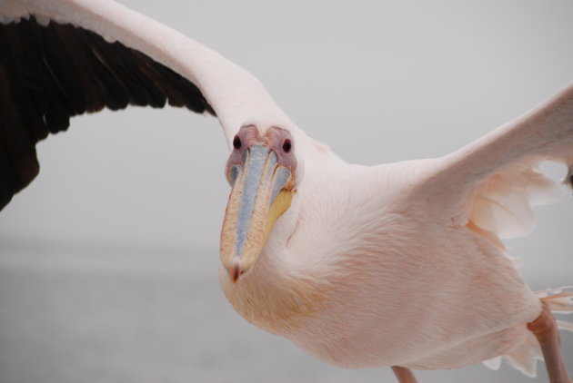 Vliegende witte pelicaan