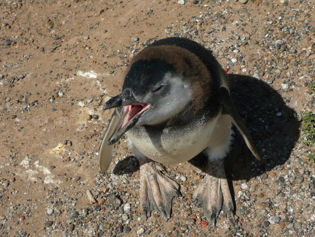 Jonge pinguin roept om zijn moeder