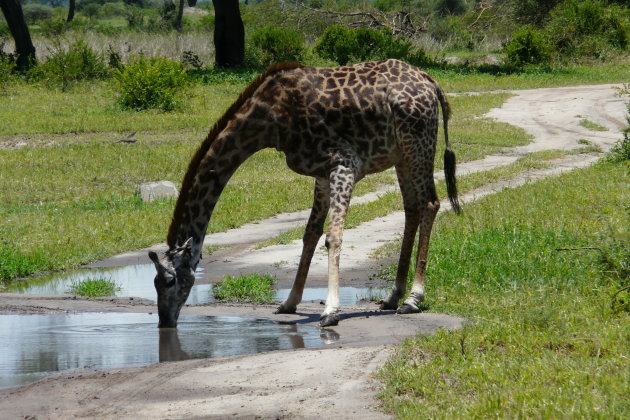 dorstige giraffe