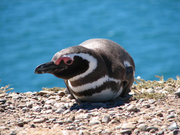 Maggellaanse Pinguin