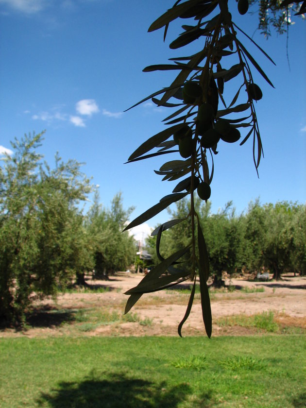 Olijvenboomgaard