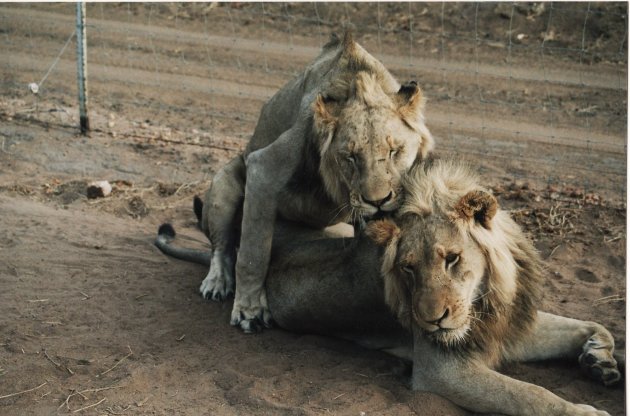 deze leeuwen houden van elkaar