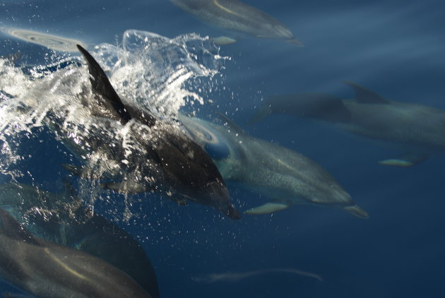 atlantic spotted dolphins
