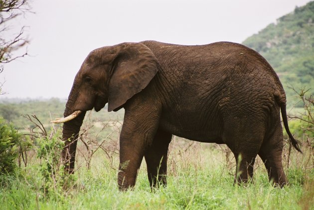olifant.Krugerpark.SA