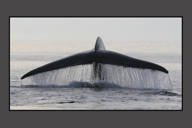 bleu whale
