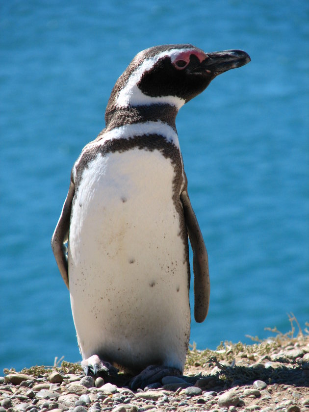 Maggellaanse pinguin