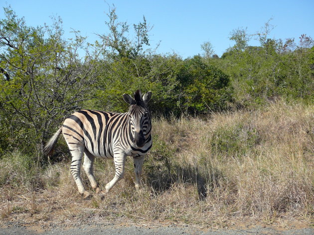 Zebra in het Krugerpark.