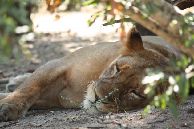 slapende leeuw