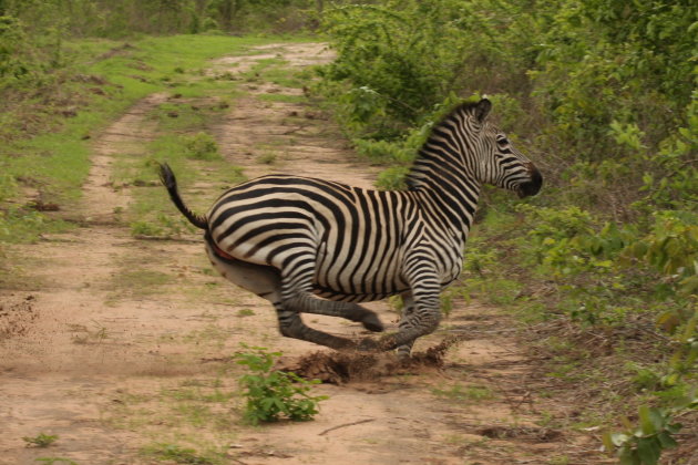 Zebra op snelheid