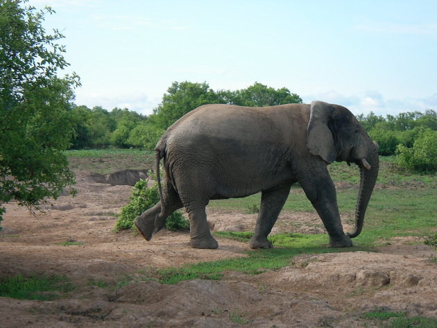 Olifant in Mole NP