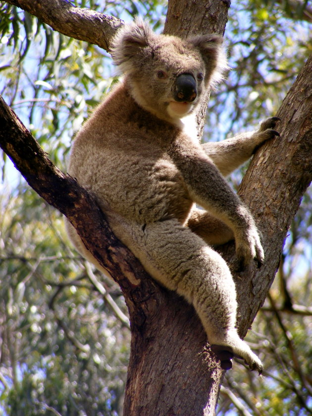 Relaxte, wilde Koala