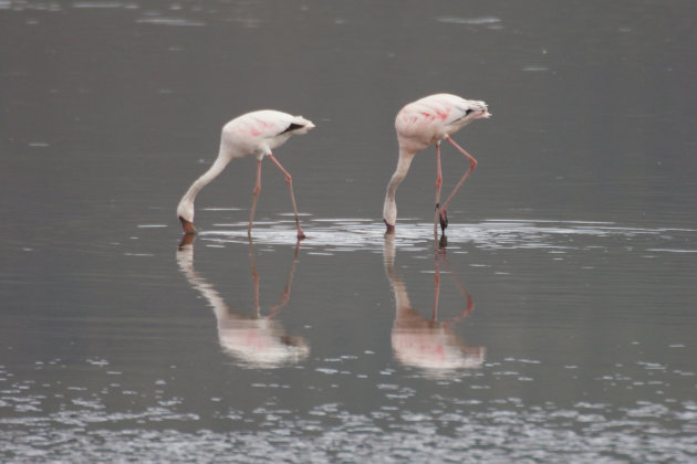 flamingo`s