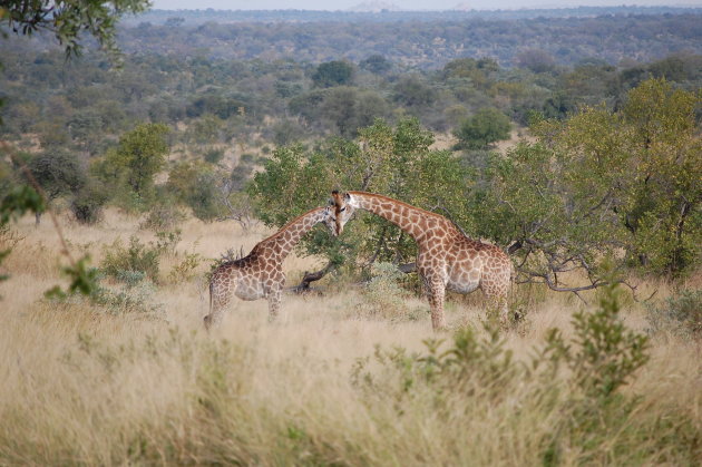 Moeder met baby giraffe