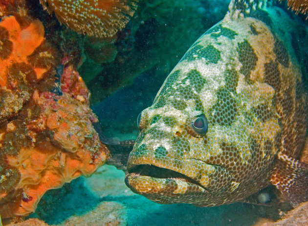 Brown marbled grouper