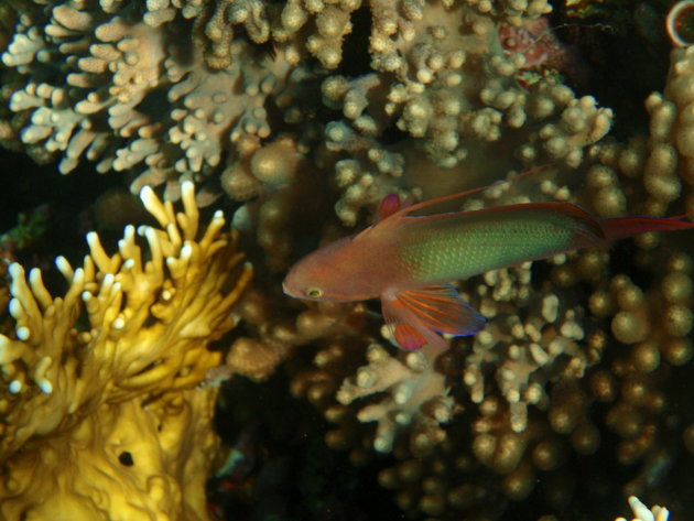 Visje tussen koraal