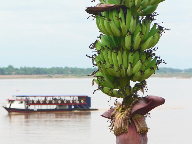 Mekong Bananen