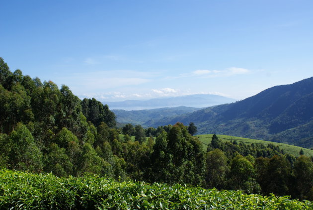 Uitzicht van theevelden op lake Kivu