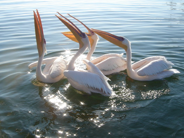 Pelikanen in de haven van Walvisbaai.