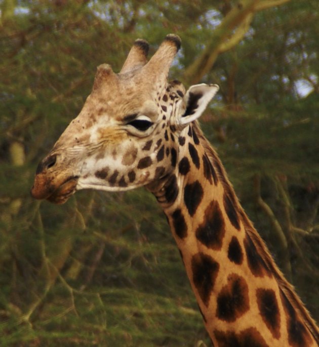 rothchild giraf