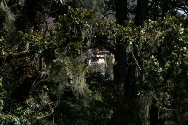 Tigers nest gezien door het mossige bos