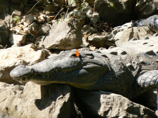 Zonnende krokodil in de Cañon del Sumidero