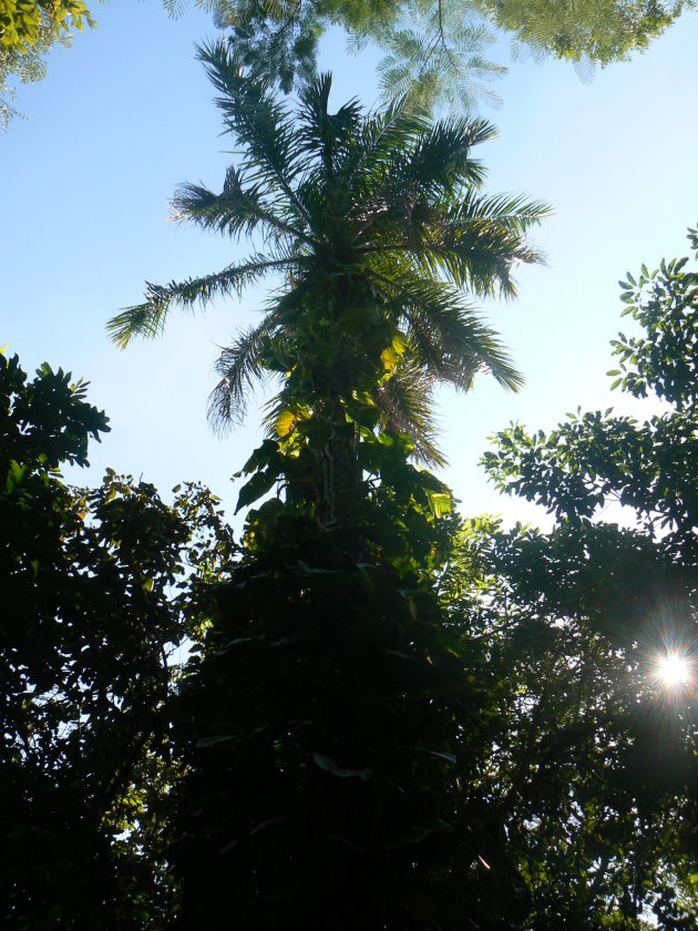 Prachtige boom in Parque la Venta