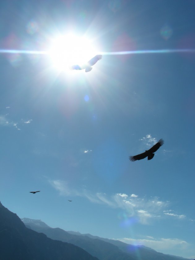 3 Condors in de ochtendzon (Colca Canyon)