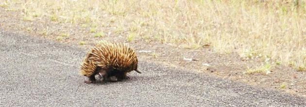 Echidna on the move