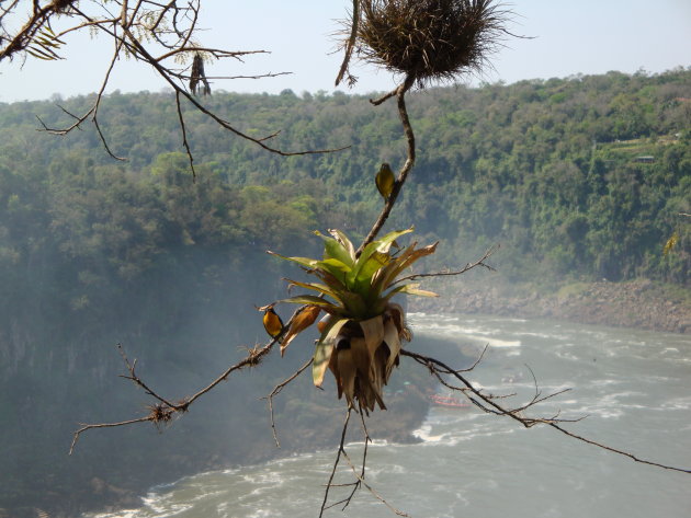 Nestelende vogeltjes boven watervallen Iguazú